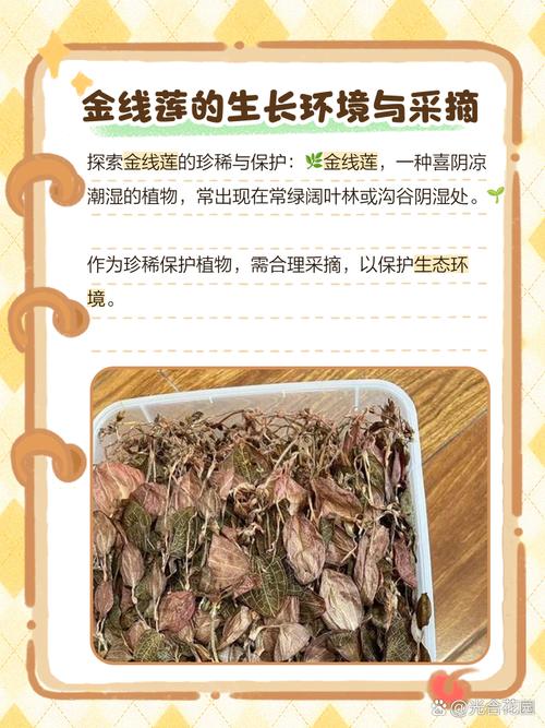 野生金线莲多少钱一斤，金线莲种子多少钱一斤的简单介绍-第2张图片-优品飞百科