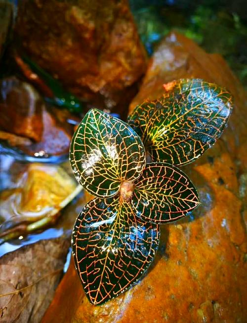 野生金线莲多少钱一斤，金线莲种子多少钱一斤的简单介绍-第4张图片-优品飞百科