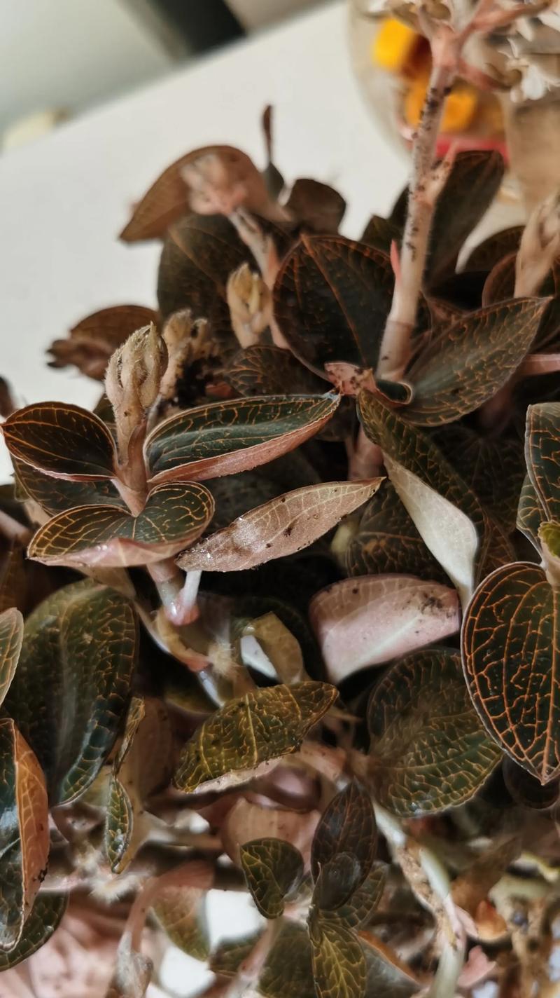 野生金线莲多少钱一斤，金线莲种子多少钱一斤的简单介绍-第5张图片-优品飞百科