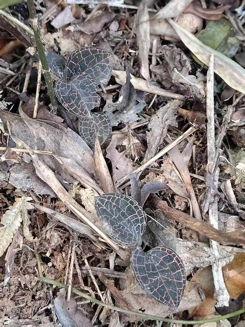 野生金线莲多少钱一斤，金线莲种子多少钱一斤的简单介绍-第6张图片-优品飞百科