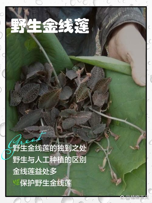 野生金线莲多少钱一斤，金线莲种子多少钱一斤的简单介绍-第7张图片-优品飞百科