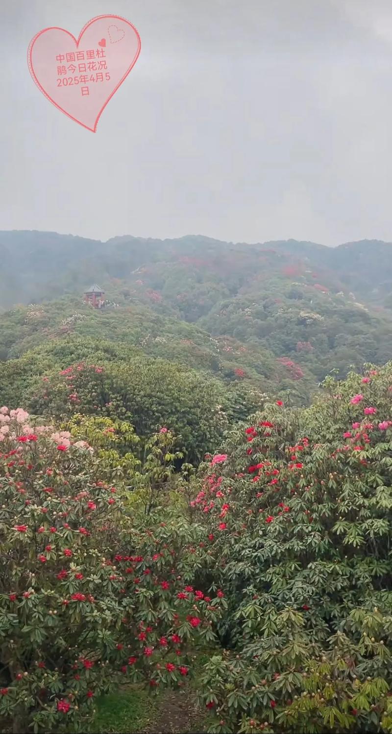 贵州大方天气预报，贵州大方天气预报最新今天？-第1张图片-优品飞百科