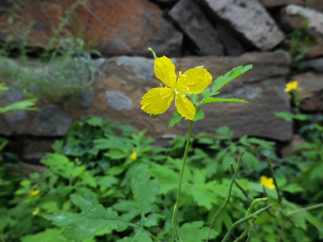 白屈菜的功效与作用，中药白屈菜的功效与作用？-第1张图片-优品飞百科