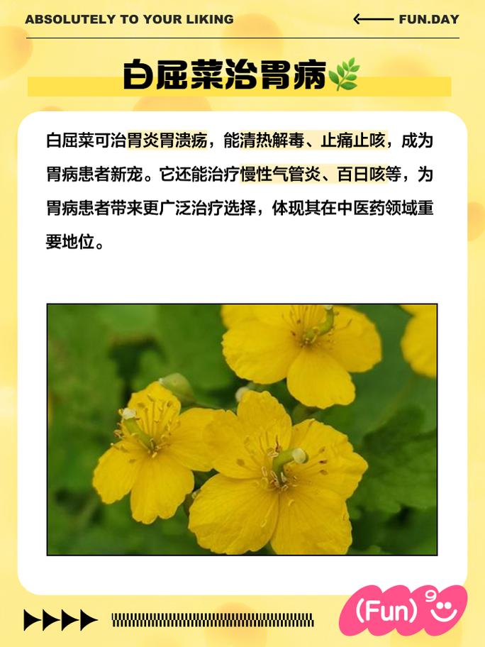 白屈菜的功效与作用，中药白屈菜的功效与作用？-第3张图片-优品飞百科
