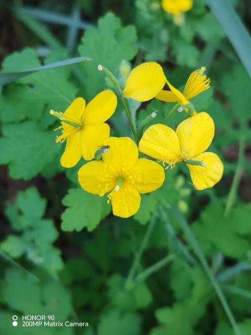 白屈菜的功效与作用，中药白屈菜的功效与作用？-第2张图片-优品飞百科