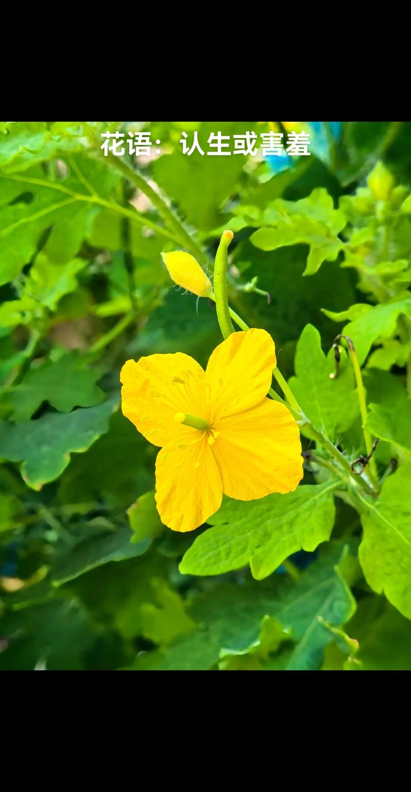 白屈菜的功效与作用，中药白屈菜的功效与作用？-第4张图片-优品飞百科