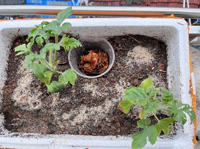 西瓜种植技术，西瓜什么时候种，西瓜什么时候种植比较好？-第1张图片-优品飞百科