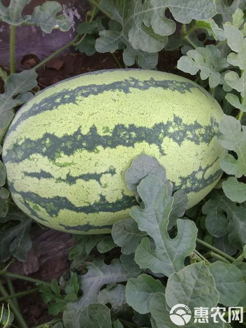西瓜种植技术，西瓜什么时候种，西瓜什么时候种植比较好？-第2张图片-优品飞百科