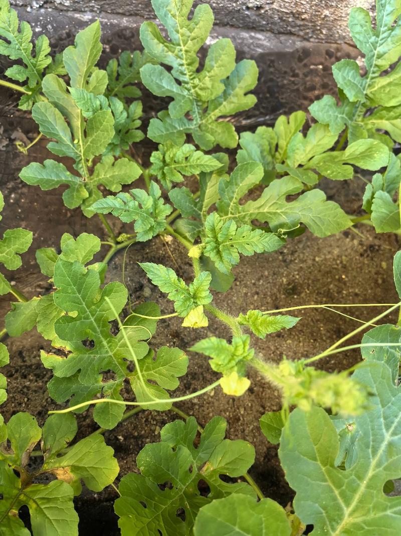 西瓜种植技术，西瓜什么时候种，西瓜什么时候种植比较好？-第3张图片-优品飞百科