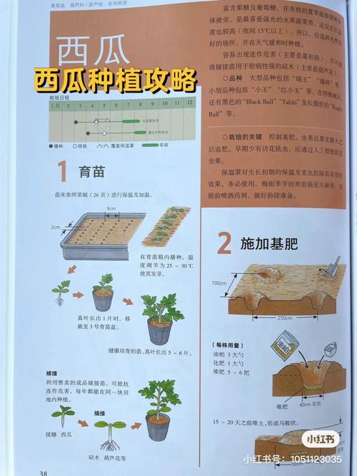 西瓜种植技术，西瓜什么时候种，西瓜什么时候种植比较好？-第6张图片-优品飞百科