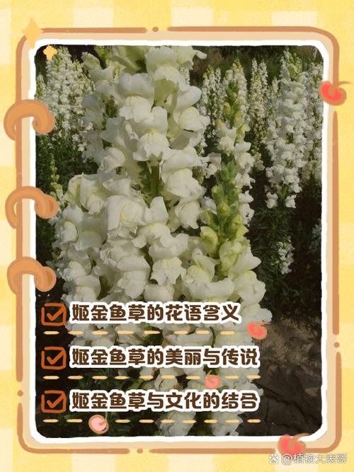 金鱼草的花语，金鱼草的寓意和象征？-第3张图片-优品飞百科