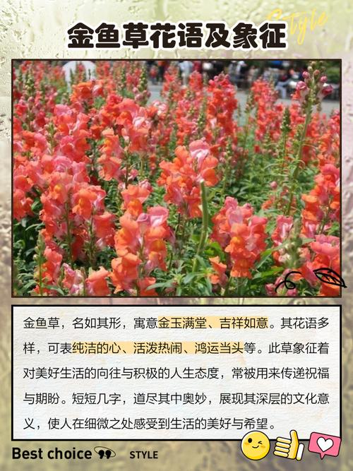 金鱼草的花语，金鱼草的寓意和象征？-第4张图片-优品飞百科