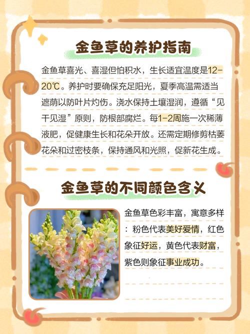 金鱼草的花语，金鱼草的寓意和象征？-第6张图片-优品飞百科