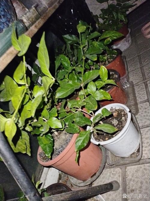 茉莉适合放在室内吗，茉莉适合放在室内吗风水好吗？-第3张图片-优品飞百科