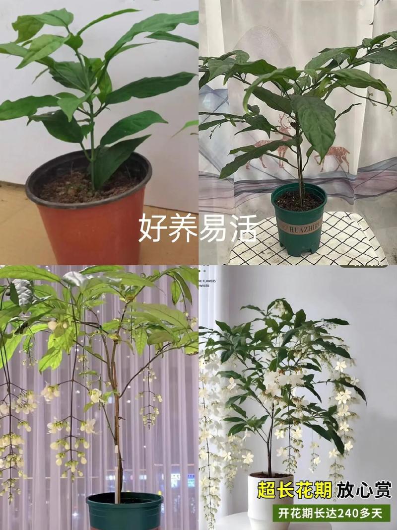茉莉适合放在室内吗，茉莉适合放在室内吗风水好吗？-第6张图片-优品飞百科