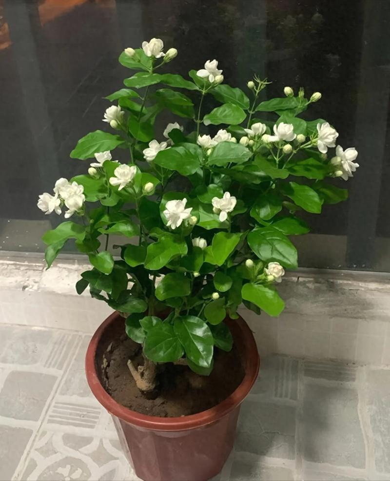 茉莉适合放在室内吗，茉莉适合放在室内吗风水好吗？-第7张图片-优品飞百科