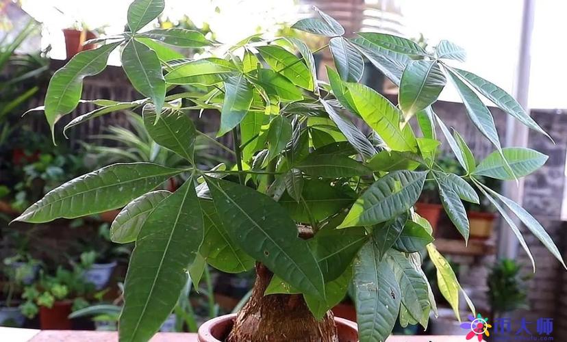 发财树要晒太阳吗，怎么晒太阳，发财树需要晒阳光吗-第1张图片-优品飞百科