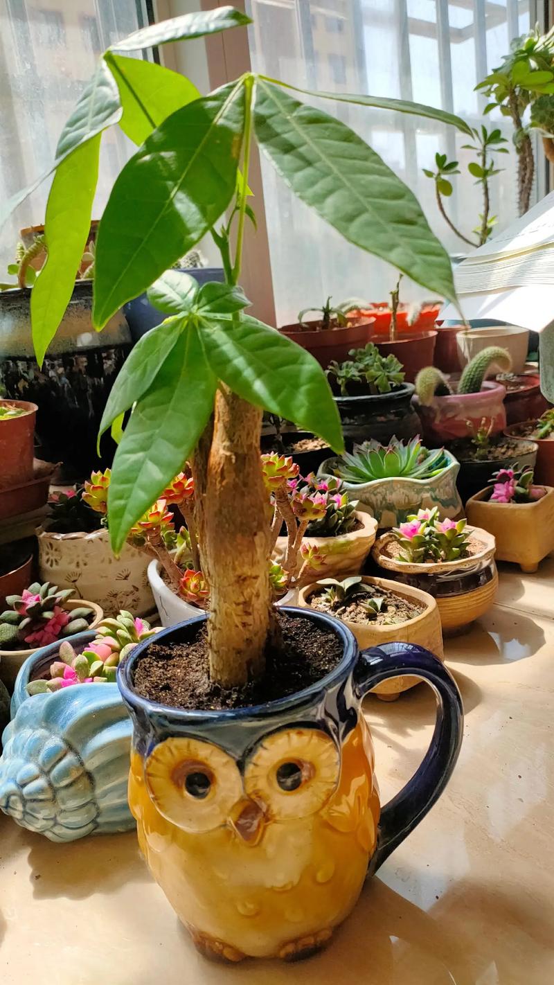 发财树要晒太阳吗，怎么晒太阳，发财树需要晒阳光吗-第2张图片-优品飞百科