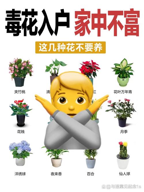 这“3种”花没钱也要养，去甲醛保健康，10盆都不嫌多！的简单介绍