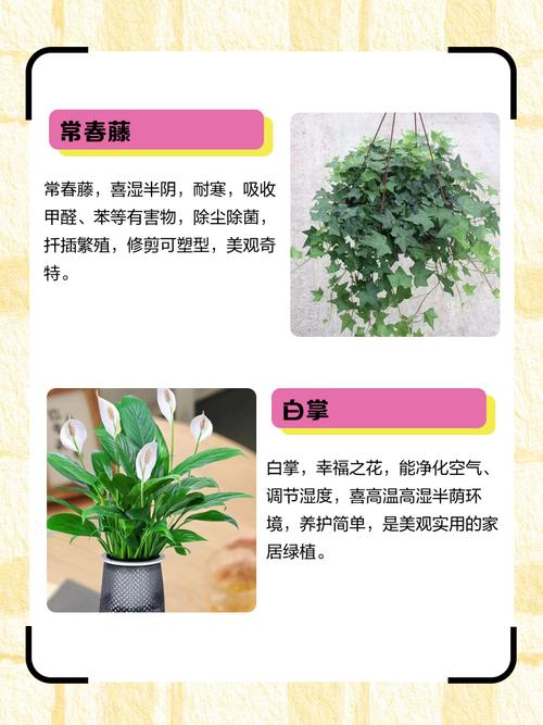 这“3种”花没钱也要养，去甲醛保健康，10盆都不嫌多！的简单介绍-第3张图片-优品飞百科