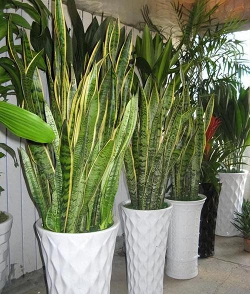 这“3种”花没钱也要养，去甲醛保健康，10盆都不嫌多！的简单介绍-第5张图片-优品飞百科