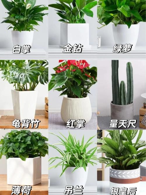 这“3种”花没钱也要养，去甲醛保健康，10盆都不嫌多！的简单介绍-第6张图片-优品飞百科