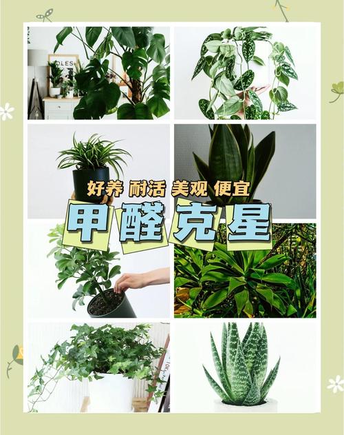 这“3种”花没钱也要养，去甲醛保健康，10盆都不嫌多！的简单介绍-第7张图片-优品飞百科