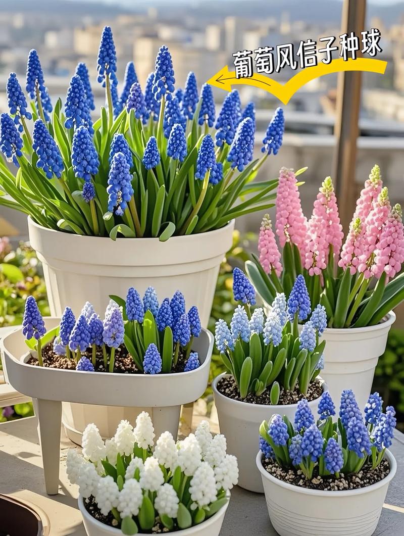 风信子繁殖方法有哪些，风信子好繁殖吗，风信孑是怎样繁殖