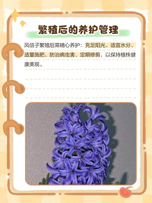 风信子繁殖方法有哪些，风信子好繁殖吗，风信孑是怎样繁殖-第3张图片-优品飞百科