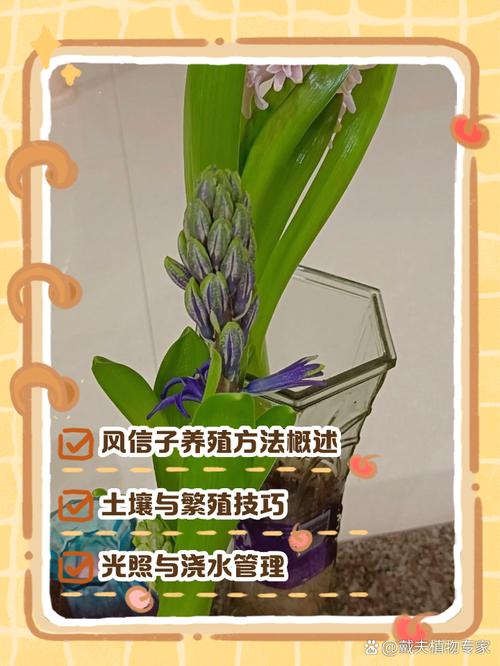 风信子繁殖方法有哪些，风信子好繁殖吗，风信孑是怎样繁殖-第4张图片-优品飞百科