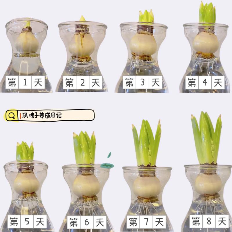 风信子繁殖方法有哪些，风信子好繁殖吗，风信孑是怎样繁殖-第6张图片-优品飞百科