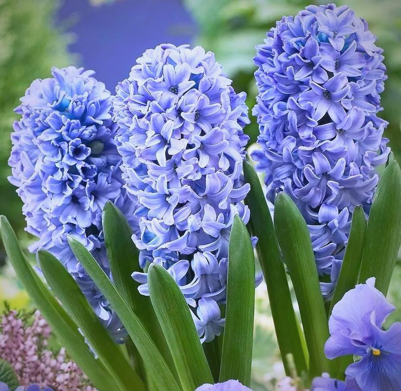 风信子繁殖方法有哪些，风信子好繁殖吗，风信孑是怎样繁殖-第8张图片-优品飞百科