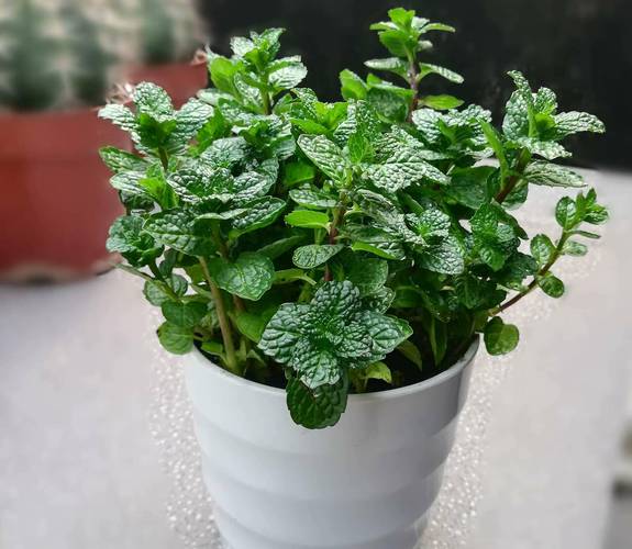 这7种花，让你家里没蚊子，太实用了，这7种花,让你家里没蚊子,太实用了怎么办？-第2张图片-优品飞百科