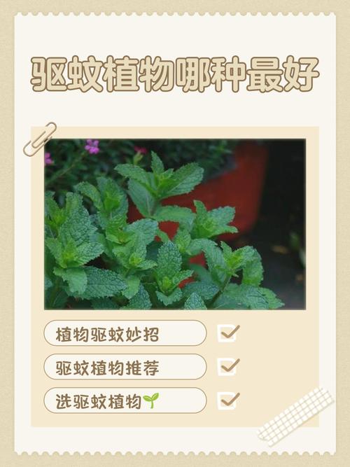 这7种花，让你家里没蚊子，太实用了，这7种花,让你家里没蚊子,太实用了怎么办？-第3张图片-优品飞百科