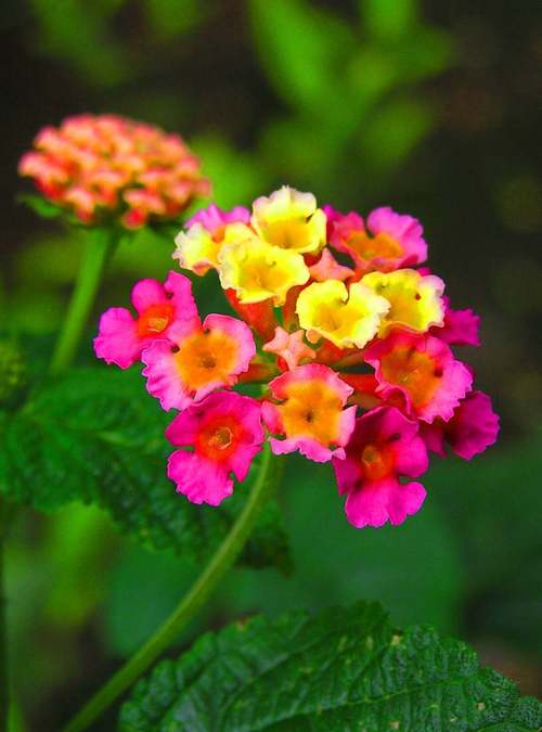 这7种花，让你家里没蚊子，太实用了，这7种花,让你家里没蚊子,太实用了怎么办？-第6张图片-优品飞百科