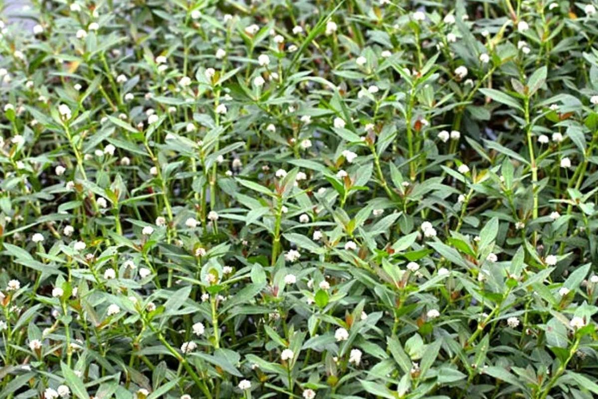 满天星的功效与作用，绿幽灵满天星的功效与作用-第1张图片-优品飞百科