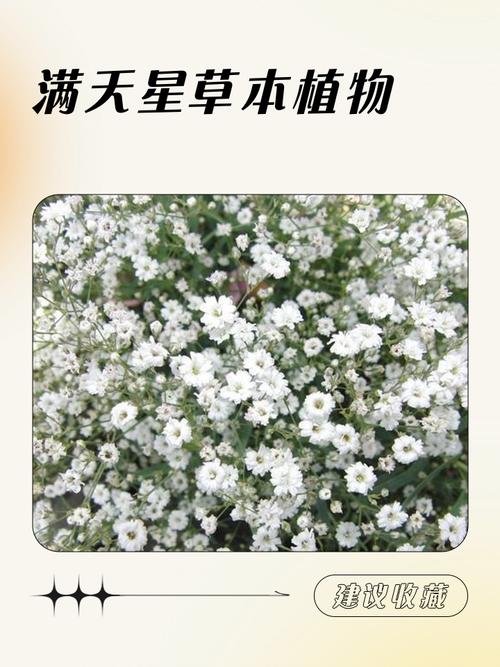 满天星的功效与作用，绿幽灵满天星的功效与作用-第3张图片-优品飞百科