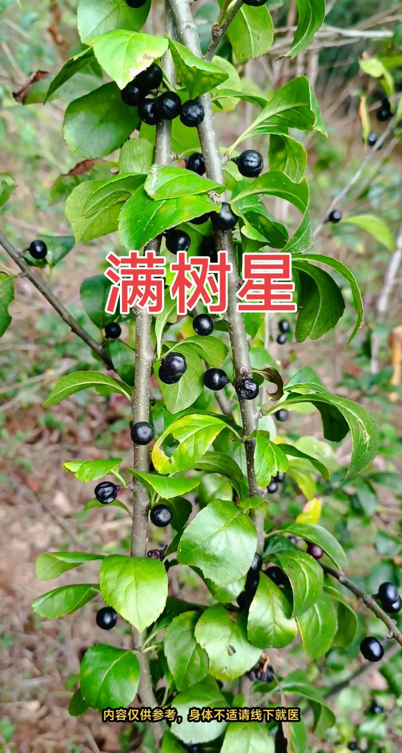 满天星的功效与作用，绿幽灵满天星的功效与作用-第6张图片-优品飞百科