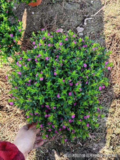 满天星的功效与作用，绿幽灵满天星的功效与作用-第7张图片-优品飞百科