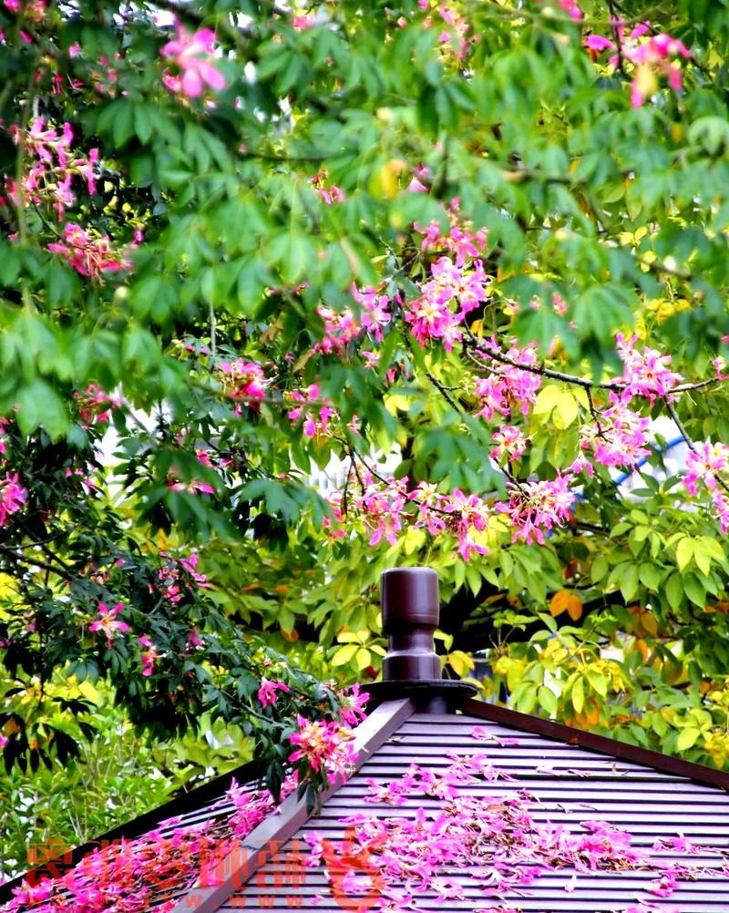 钦州适合养什么花，市花和市树是什么，钦州的市花？