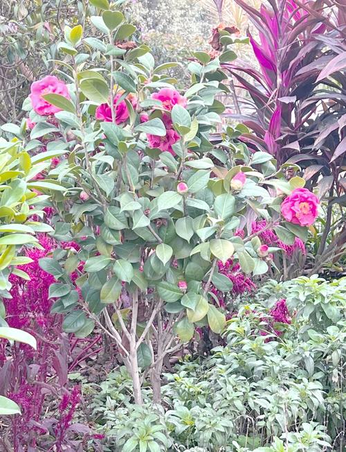 钦州适合养什么花，市花和市树是什么，钦州的市花？-第2张图片-优品飞百科