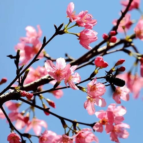 钦州适合养什么花，市花和市树是什么，钦州的市花？-第4张图片-优品飞百科