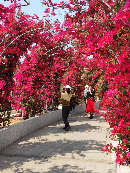 钦州适合养什么花，市花和市树是什么，钦州的市花？-第5张图片-优品飞百科