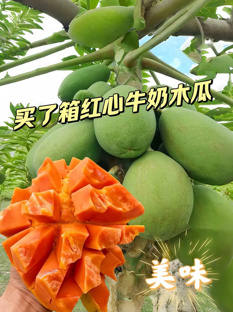 木瓜的正确吃法，木瓜食用方法，木瓜怎么吃有什么作用