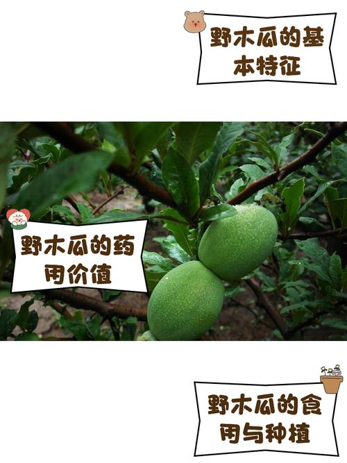 木瓜的正确吃法，木瓜食用方法，木瓜怎么吃有什么作用-第4张图片-优品飞百科