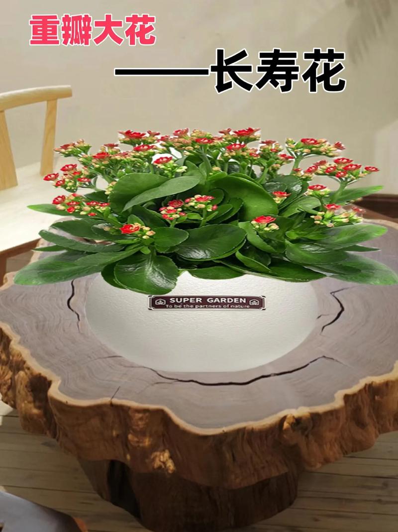 最适合老人养的8款花，最适合老人养的四种花-第1张图片-优品飞百科