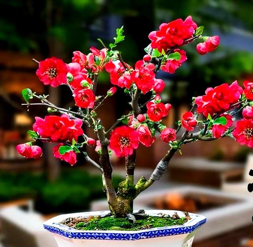 最适合老人养的8款花，最适合老人养的四种花-第2张图片-优品飞百科