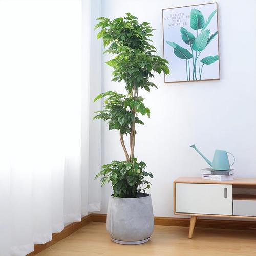 最适合老人养的8款花，最适合老人养的四种花-第3张图片-优品飞百科