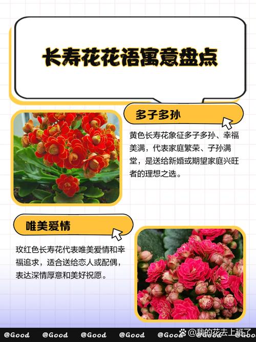 最适合老人养的8款花，最适合老人养的四种花-第7张图片-优品飞百科