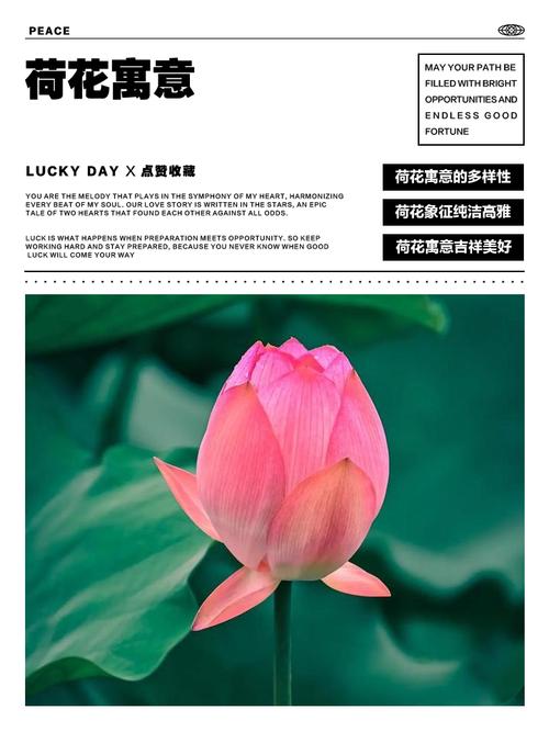 荷花的花语是什么，荷花的花语是什么意思